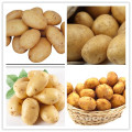 Haute qualité Holland 15 Fresh Potatoes